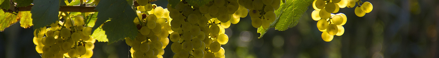 Green grapes on the vine