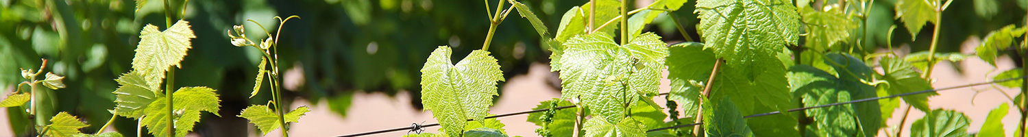 Grape Vines