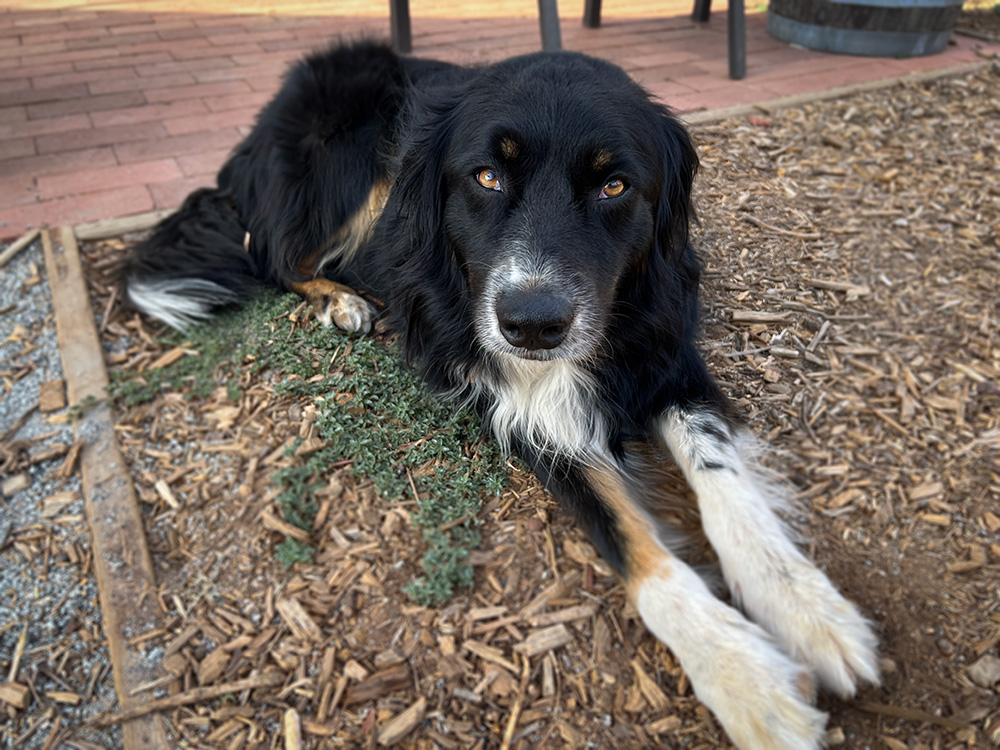 Maddie, The Winery Dog